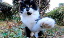 猫咪成人短视频,猫咪短视频里的欢乐时光